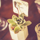 Forevermore Momentos Wedding Succulent Favors with Custom Tags